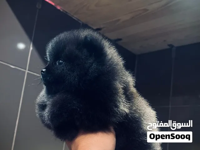Pomeranian puppies