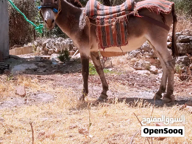 حماره لبيع كفاله