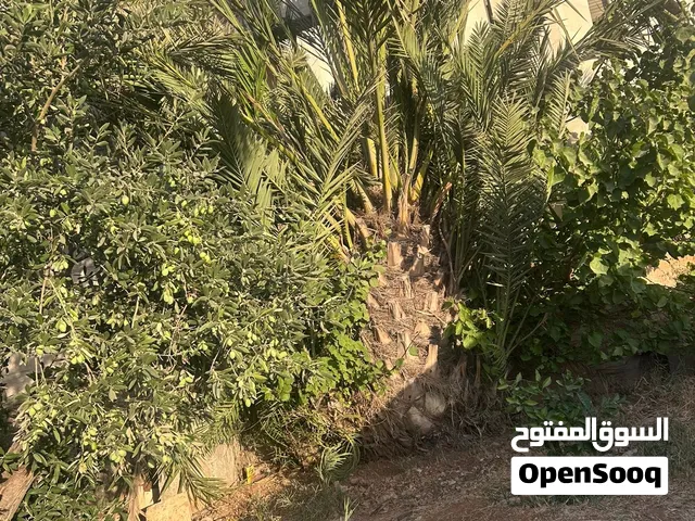 نخلة مثمرة طولها من مترين ونصف إلى ثلاث أمتار يوجد تفاوض