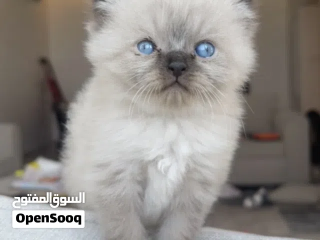 راغدول كتن ملكي/ luxury ragdoll kitten