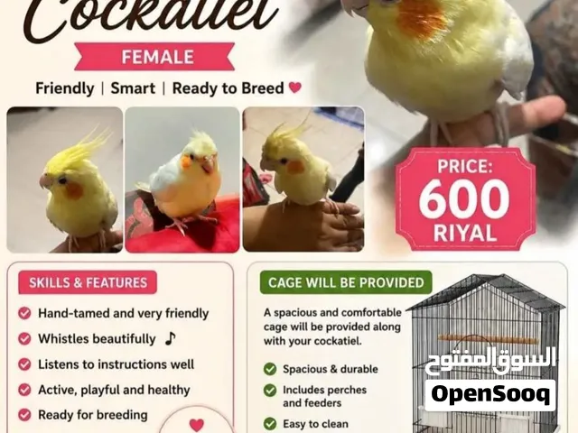 Singing cockatiel
