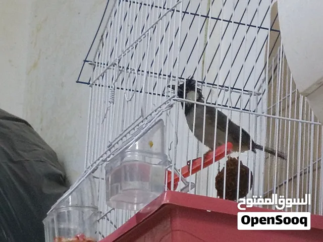 بلبل كاع ابو خصيب  اقره وصف وصف