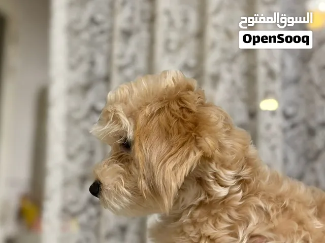 بودل عدد خمسة أربع ديكور واحد أنثى