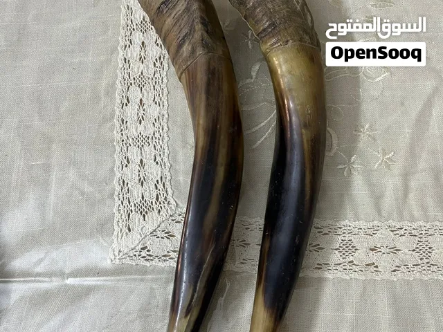 قرن غزال عدد 2 نادر