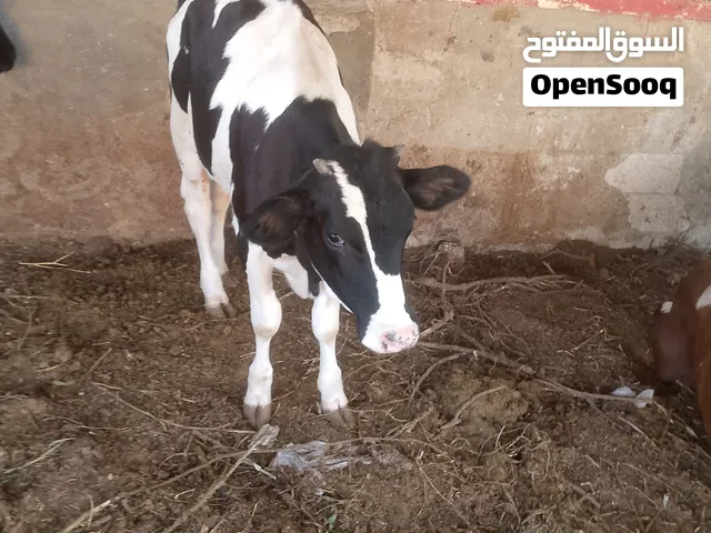 بكيره للبيع