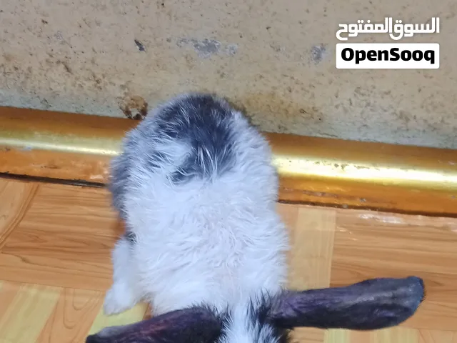 ارنب انطيني بي سعر يعجبني واخذه حرك يحب العب