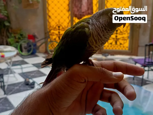 كنيور اليف طينه