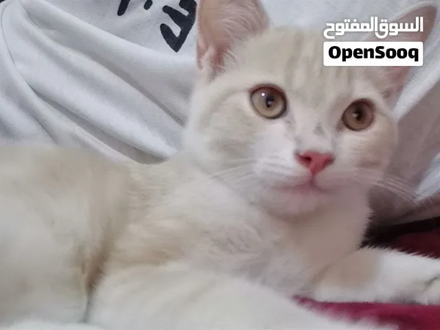 قطة صغيرة للتبني مع اغراضها
