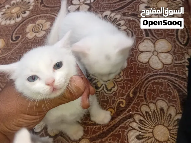 قطط. كتنز للبيع