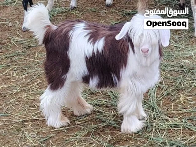 طرش فيديو للحلال وعرضه مجانا