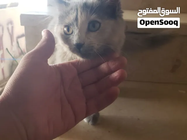 قطه اليفه شيرازي عرطه
