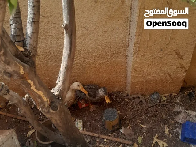 جاج بط للبيع
