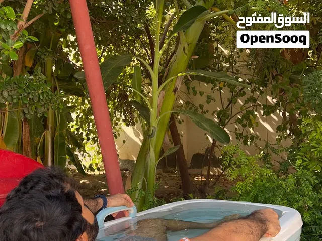 بانيو قابل للطي - حوض استحمام