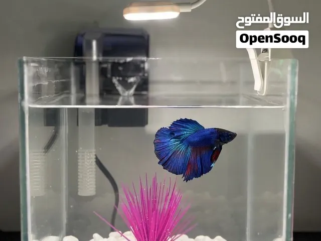 حوض أسماك مصغر متكامل مع إضاءة LED وفلترة احترافية