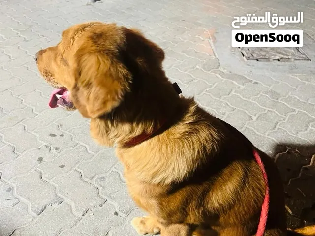 جولدن العمر سبعة شهور Golden seven month old