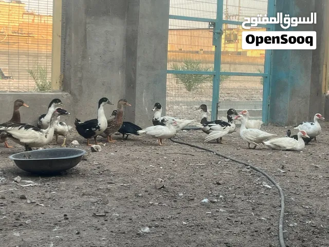بش خضيري بش مصري