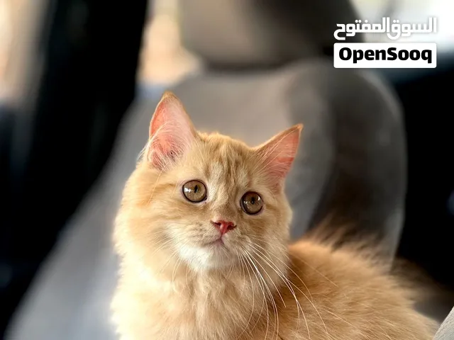 قط شيرازي للبيع