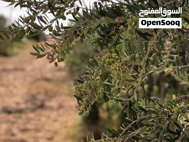 للبيع مزرعه جاهزه وموقع مميز بالعجيلات
