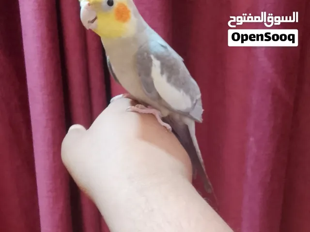 متاح نثيه كوكتيل ايزابيل طيره جاهزه التزاوج عمره سنه