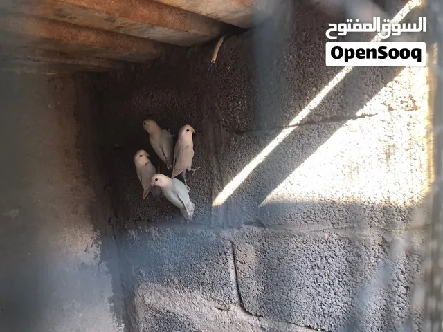 السلام عليكم ورحمة الله وبركاته متوفر 2 كوبيات ابلو ابلين لله يبارك للبيع مع بعض 550 دل