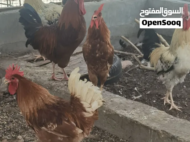 للبيع دياك فرنسية اصل بدون تهجين حجم كبير