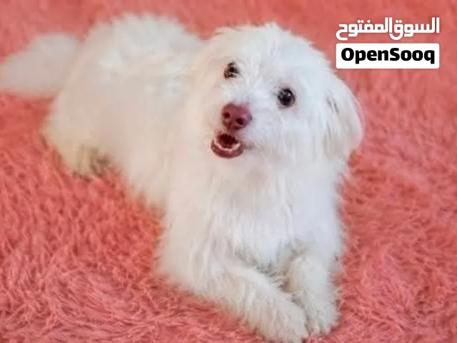 للبيع جروة قمر عمرها 5 شهور، تجمع بين شياكة