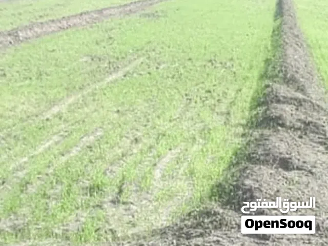 ارض زراعية للبيع  في الحلة منطقة ناحية الإمام المحاويل جة الخط السريع الدولي