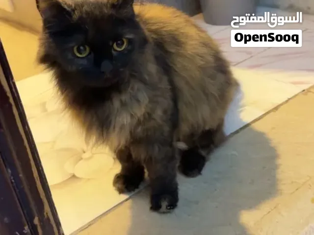 قطوة مع جوازها و جميع اغراضها