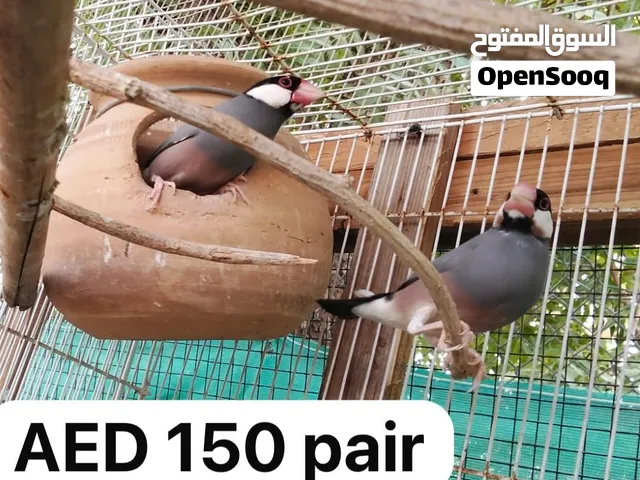 Breeding pair