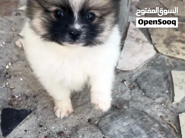 Pomeranian puppy two months old ,male and female for sale