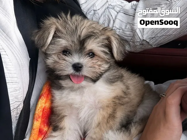 كلب  لعوب للبيع