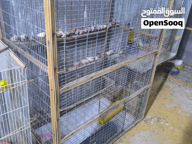 قفص خشب جراره والشبك كله بي ارسي تفاصيل اكثر واتساب