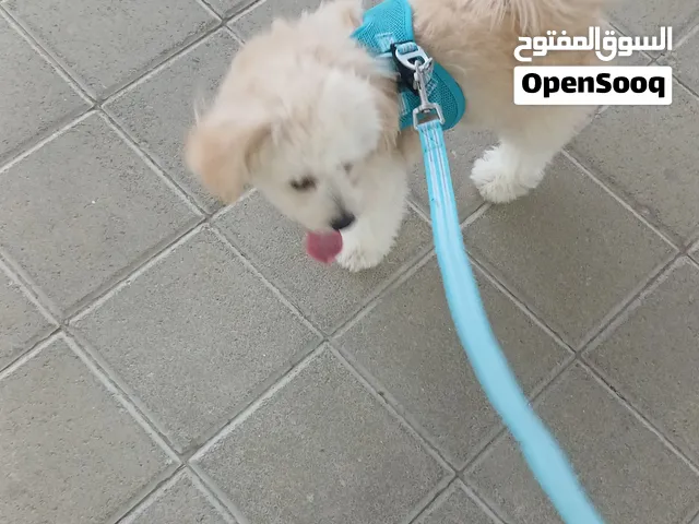 كلبة بومرينيان بودل