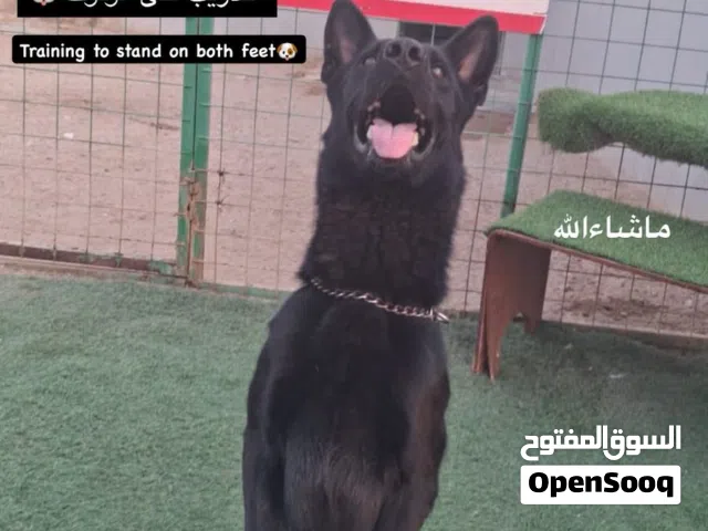 فندقة وتدريب كلاب جدة