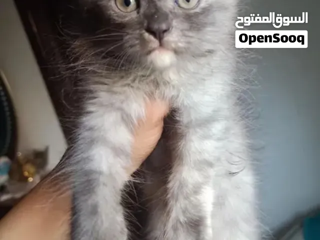 بنوته 60 يوم