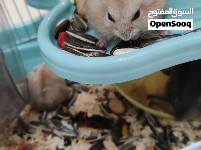 هامستر أبيض ورمادي