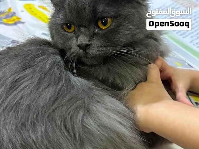 قط أليف للبيع – جمال وفخامة . النوعيه كوتش.