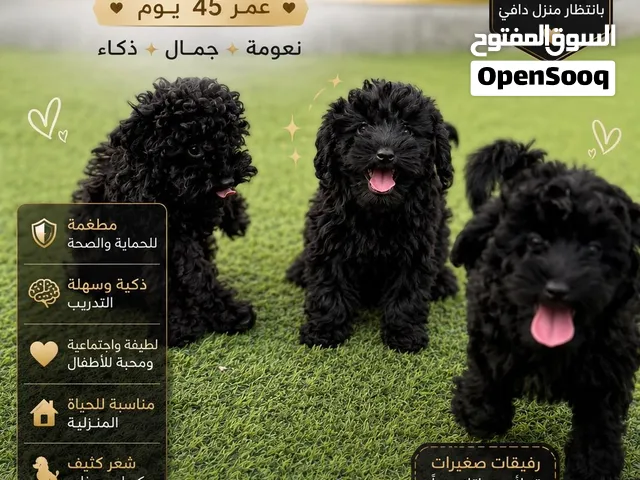 إناث بودل للبيع