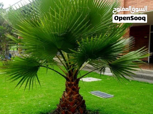 بذور نخيل الزينه