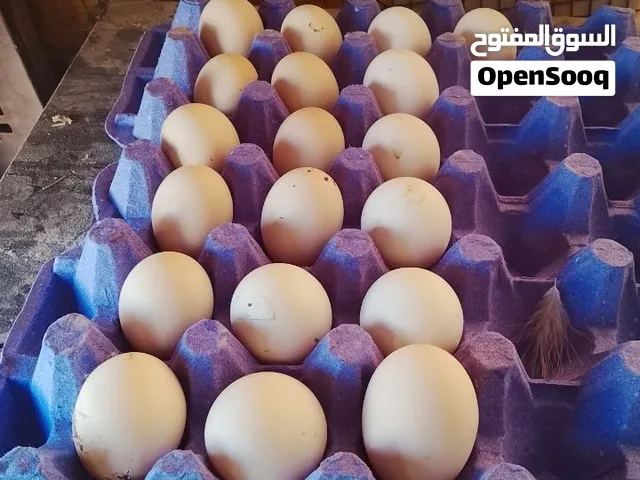 بيض دجاج مصوف فل كفر مخصب ميه بالميه
