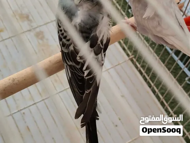 اعادة العرض لعدم المصدقية في الشراء كوبية هوقو رومو مصوقرة للبيع ريش 200 او للتبديل بكوبية مفرخة