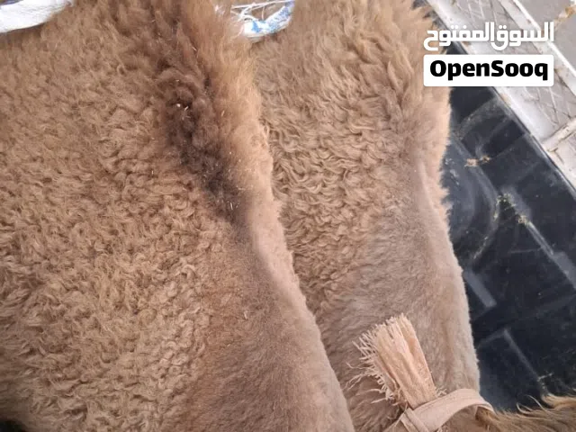 للبيع قعدان محليه فاخره شي يجمل يوجد خدمة توصيل لجميع مناطق الكويت
