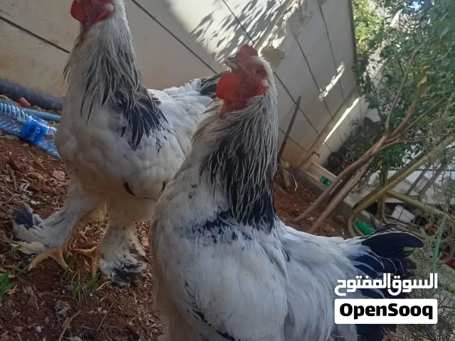 [ديكين براهما الابيض ارمادي] للبيع بسعر نااار فقط ب30 قابل للتفاوض  التواصل ع ماسنجر الموقع سحاب
