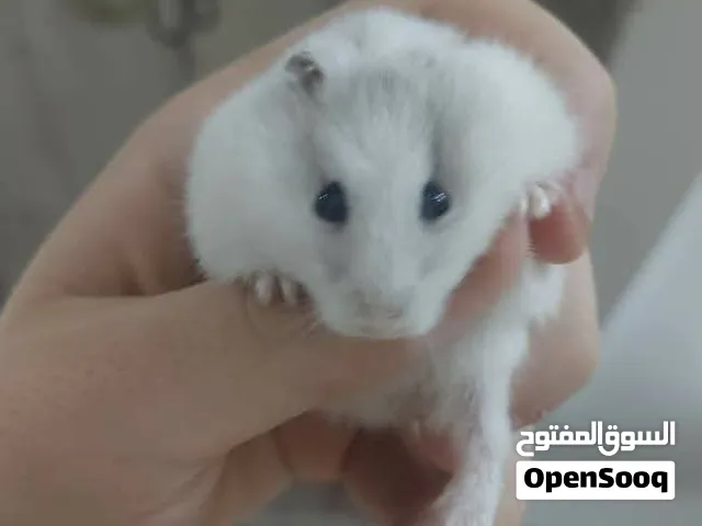 جوزها همستر