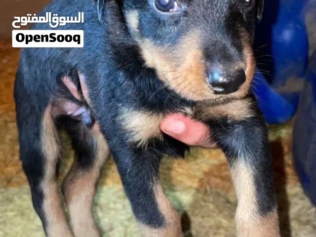 جراوي دوبرمان للبيع تاريخ الميلاد 22/6 مزال الذيل مش مقصوص ولاذنين مش مقصوصات