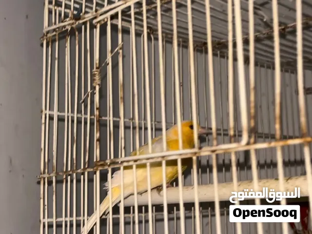 متوفر ثلاث اناث شغلات صلاة النبي عليهم