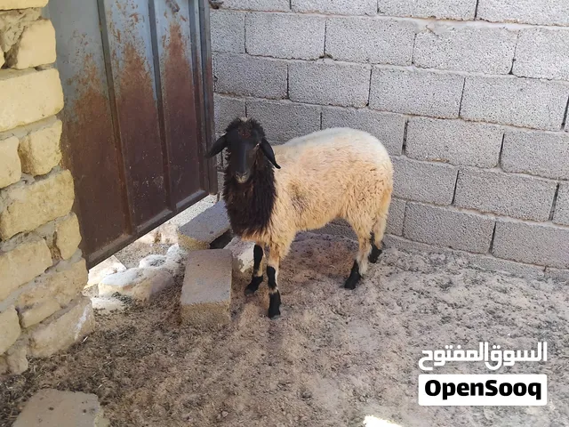 بسم الله  توكلنا على الله  فطيمة للبيع خالية من العيوب  السعر المطلوب 1350 دينار  العمر ستة شهور