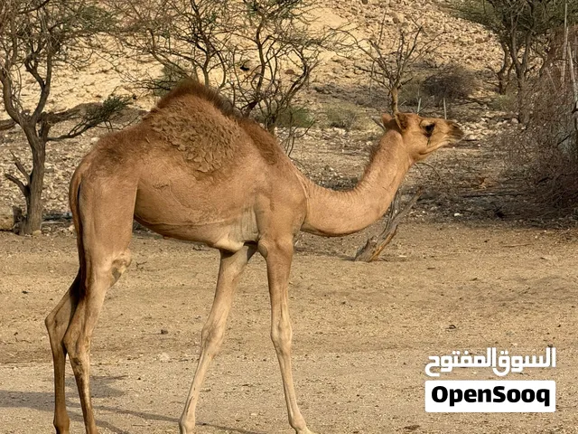 بكره باطنيه للبيع