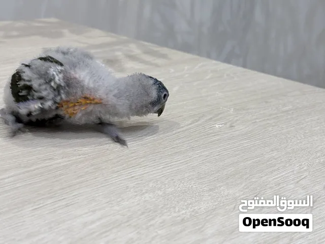 فرخ لوري زيتوني للبيع مع أغراضه – القطيف