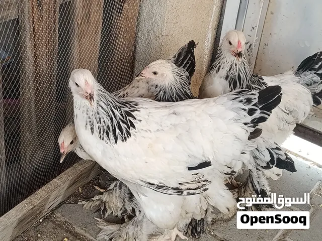 هراتي ودجاجه ب60   وبرهما ثلاث نثايه وفحل ب175كامل القحاتهم
